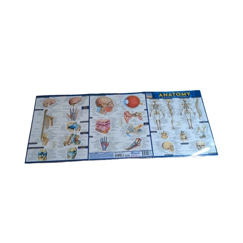 Quick Study Anatomy Laminated Tri-fold Study Guide, Anatomy reference